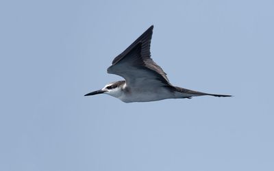 Bridled tern (Onychoprion anaethetus)