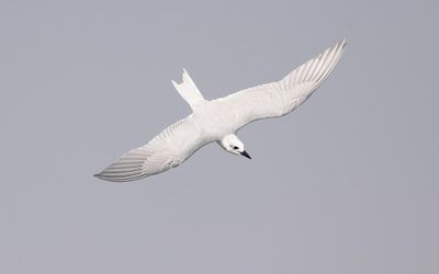 Gull-billed tern (Gelochelidon nilotica)