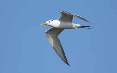 Greater crested tern (Thalasseus bergii)