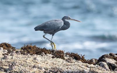 Western reef heron