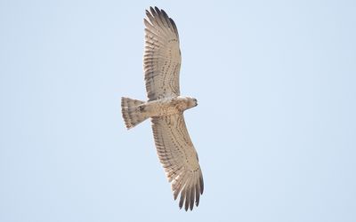 Short-toed snake eagle (Circaetus gallicus)