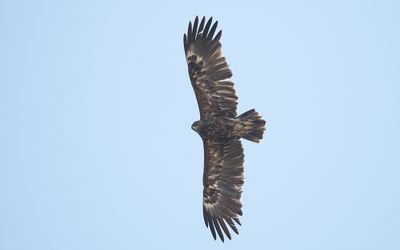 Greater spotted eagle (Clanga clanga)