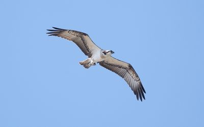 Osprey (Pandion haliaetus)