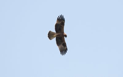 Booted eagle