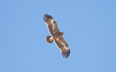 Steppe eagle (Aquila nipalensis)