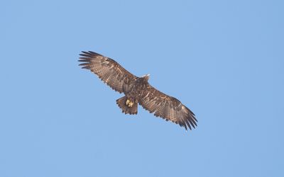 Steppe eagle (Aquila nipalensis)