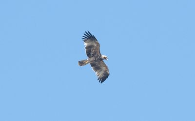 Eastern imperial eagle (Aquila heliaca)