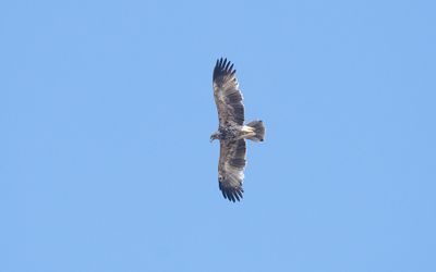 Eastern imperial eagle
