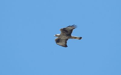 Bonelli's eagle (Aquila fasciata)