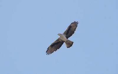 Bonelli's eagle (Aquila fasciata)