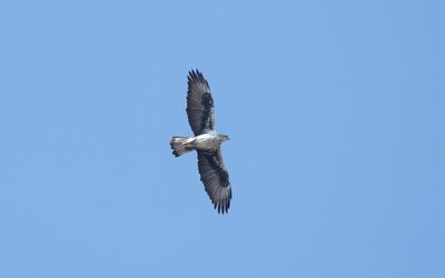 Bonelli's eagle (Aquila fasciata)