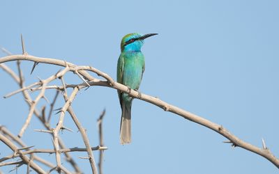 Arabian green bee-eater