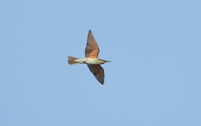 Blue-cheeked bee-eater (Merops persicus)