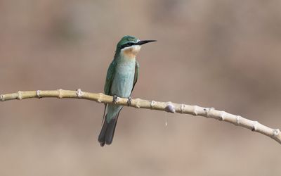 Blue-cheeked bee-eater (Merops persicus)