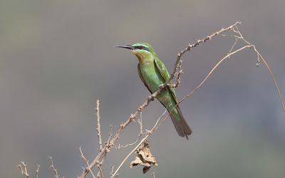 Blue-cheeked bee-eater (Merops persicus)