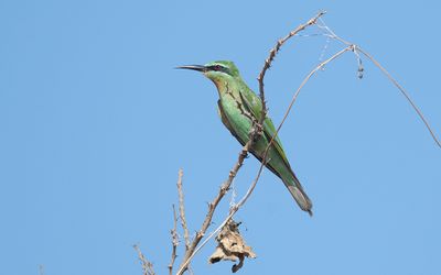 Blue-cheeked bee-eater