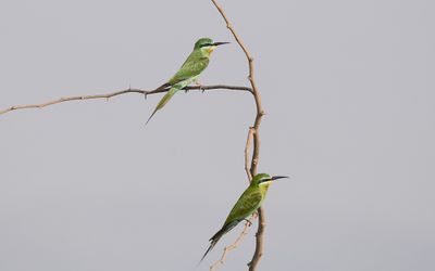 Blue-cheeked bee-eater (Merops persicus)
