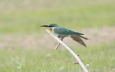 Blue-cheeked bee-eater (Merops persicus)