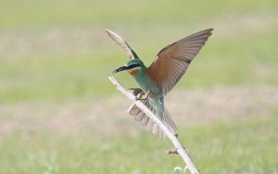 Blue-cheeked bee-eater (Merops persicus)