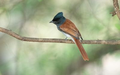 African paradise flycatcher (Terpsiphone viridis)