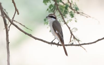 Red-tailed shrike