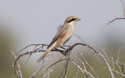 Isabelline shrike