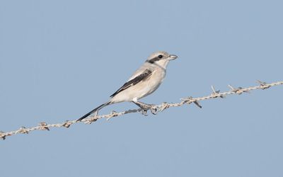 Steppe grey shrike (Lanius excubitor pallidirostris)
