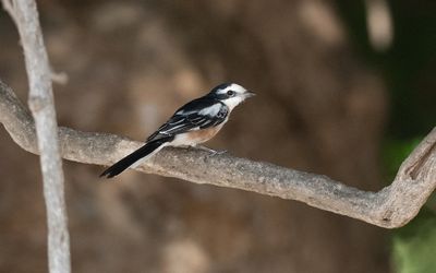 Masked shrike