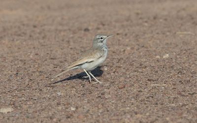 Greater hoopoe-lark (Alaemon alaudipes)