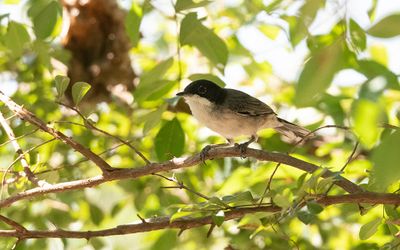 Arabian warbler (Curruca leucomelaena)