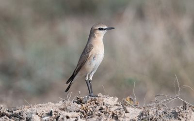 Isabelline Wheatear