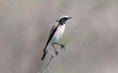 Desert wheatear (Oenanthe deserti)