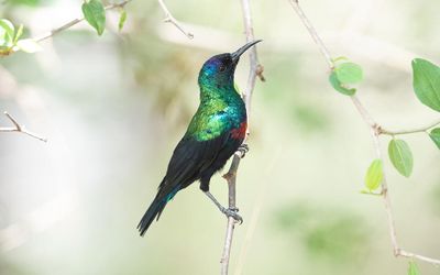 Arabian sunbird (Cinnyris hellmayri)