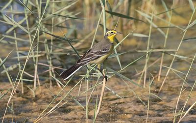 Citrine wagtail (Motacilla citreola)