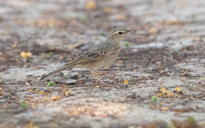 Long-billed pipit (Anthus similis)
