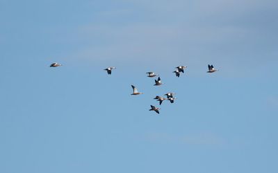 Ruddy shelduck (Tadorna ferruginea)