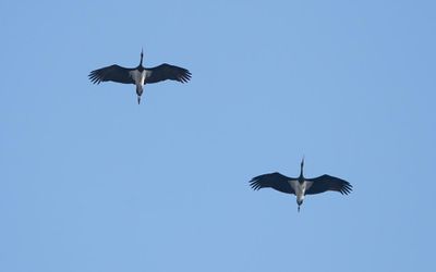 Black stork (Ciconia nigra)