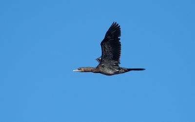 Pygmy cormorant (Microcarbo pygmaeus)