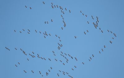 Great white pelican