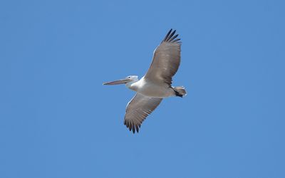 Dalmatian pelican