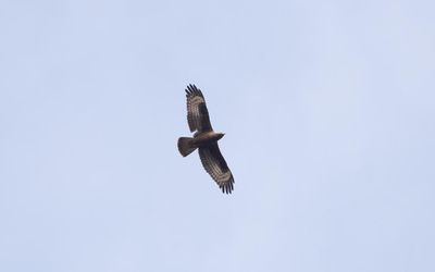 European honey buzzard (Pernis apivorus)