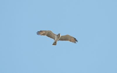 Short-toed snake eagle