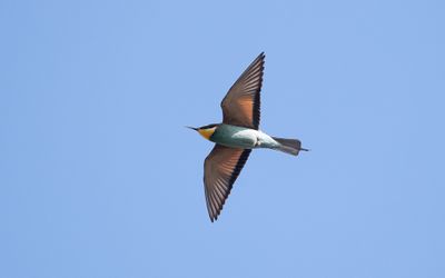 European bee-eater