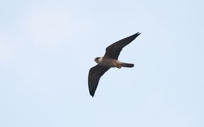Red-footed falcon