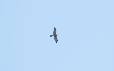 Levant sparrowhawk