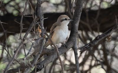 Brown shrike