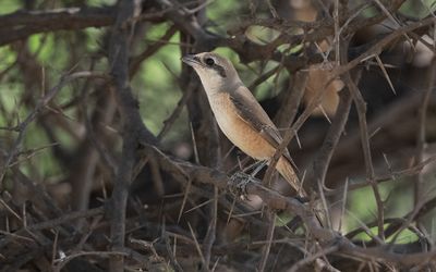 Brown shrike (Lanius cristatus)