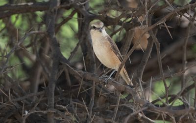 Brown shrike (Lanius cristatus)