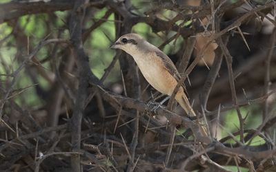 Brown shrike