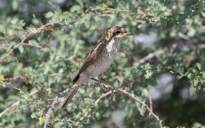 Red-backed shrike